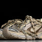 3XL Sneaker 'Beige'