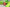 Kobe 6 Protro 'Grinch' - UK 7.5 / US 8.5 / EU 42